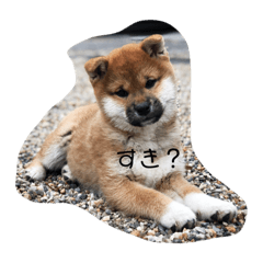 shibadaisuki_20190112173836