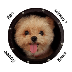 Smile dog name tanwa