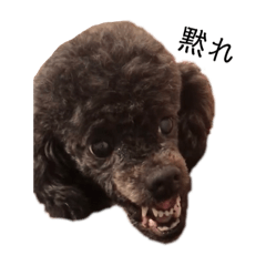 Funny Poodle_Iam Candy