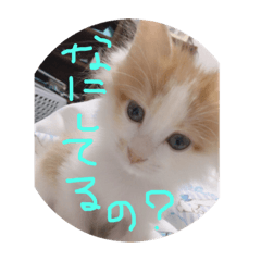mimi_2019011417594