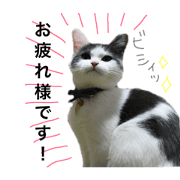 kitty sora