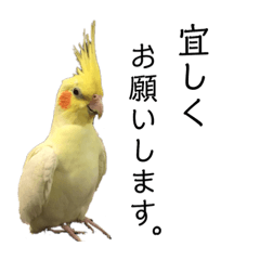 Daily life of the cockatiel
