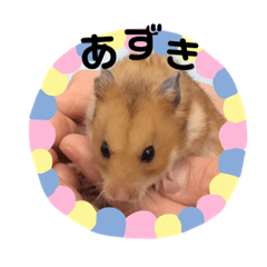 Hamster's name is Azuki.
