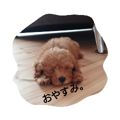bibi_2019