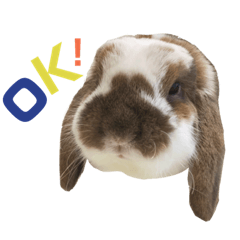 rabbit.tatan stamp