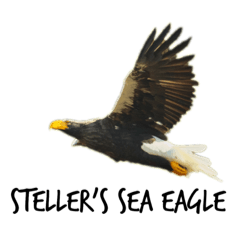 Steller's sea eagle sticker