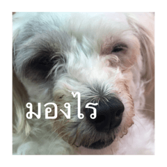 ตาปานหน้าเดิม