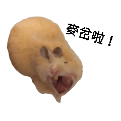 陳好雞蛋