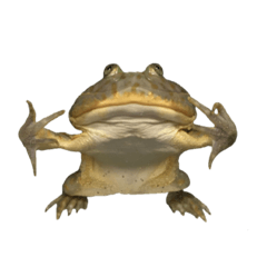 frog OB