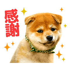 二代目 和風総本家 豆助 第2弾 Line スタンプ Line Store