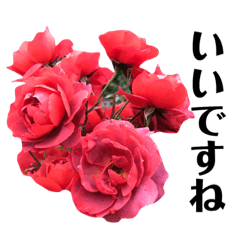 yasu1103_the  feeling of roses2