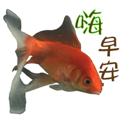 Goldfish Love Goldfish -4-