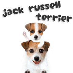 Cheerful jack russell terrier2