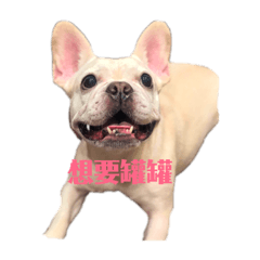 薔薔專屬