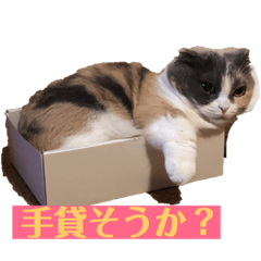 Sukotisshumanchikan