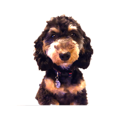 Tommy_20190113180007
