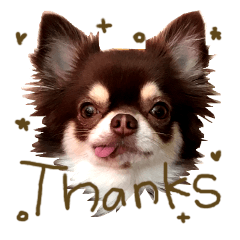 チョコ色チワワのチョコたん Brown Line スタンプ Line Store