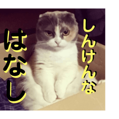 Sukotisshumanchikan2