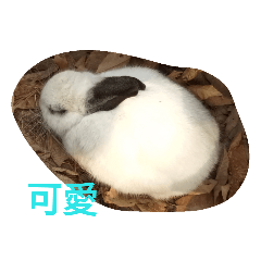 AwA 嗨～