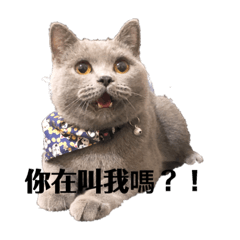 英短nani醬