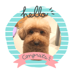Ginny’s dog