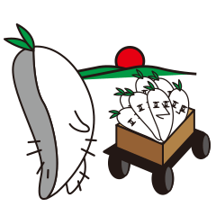 Daily life of the Japanese radish