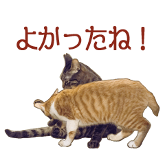 Expressive Cats' Stickers 3