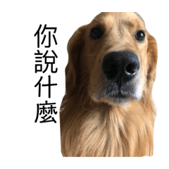 Life golden retriever DuoDou Lu