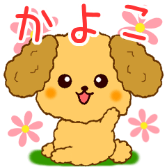 Only for Toy Poodle everyday Kayoko
