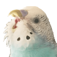 セキセイインコの露草ちゃん