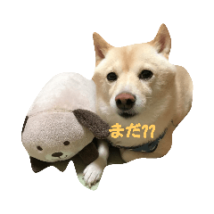 syo_20190114200047