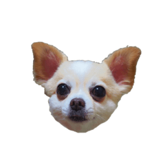 Chiwawa Kotasan