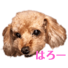 wankonokuu