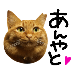 長毛茶トラ猫mimi石川弁