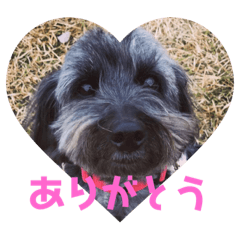 KOA_20190119144213