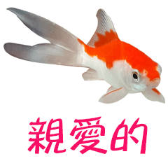 Goldfish Love Goldfish-8-