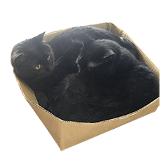 Black cat Brother pa-ma seasons