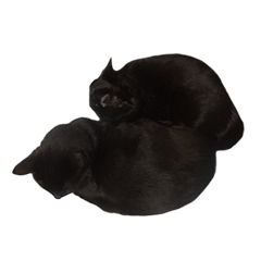 Black cat Brother pa-ma