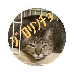 minako_cats2