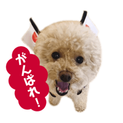 Toy poodle (1)   Azuki's favorite friend