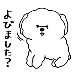 White toy poodle (The respect language)