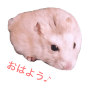 Hamster Su-chan