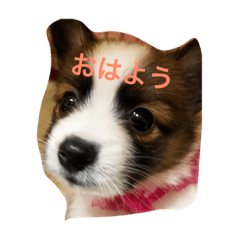 koko_20190122175836