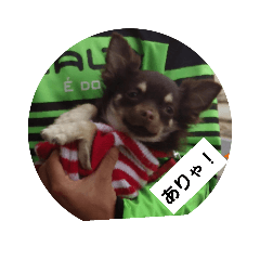 miyo_20190120160927