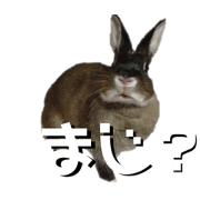 Mr.Furukawa's Rabits Part3