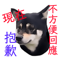 Shiba Inu Black Black