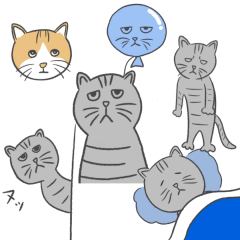 Funny japanese cats