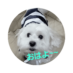 tarandus_20190123203409