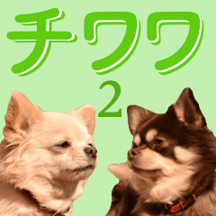 Chihuahua2 [Azuki&Daizu]