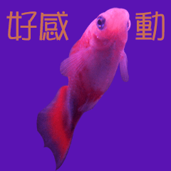 金魚情金魚話-7-